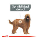Royal Canin Maxi Dental Care pienso para perros, , large image number null